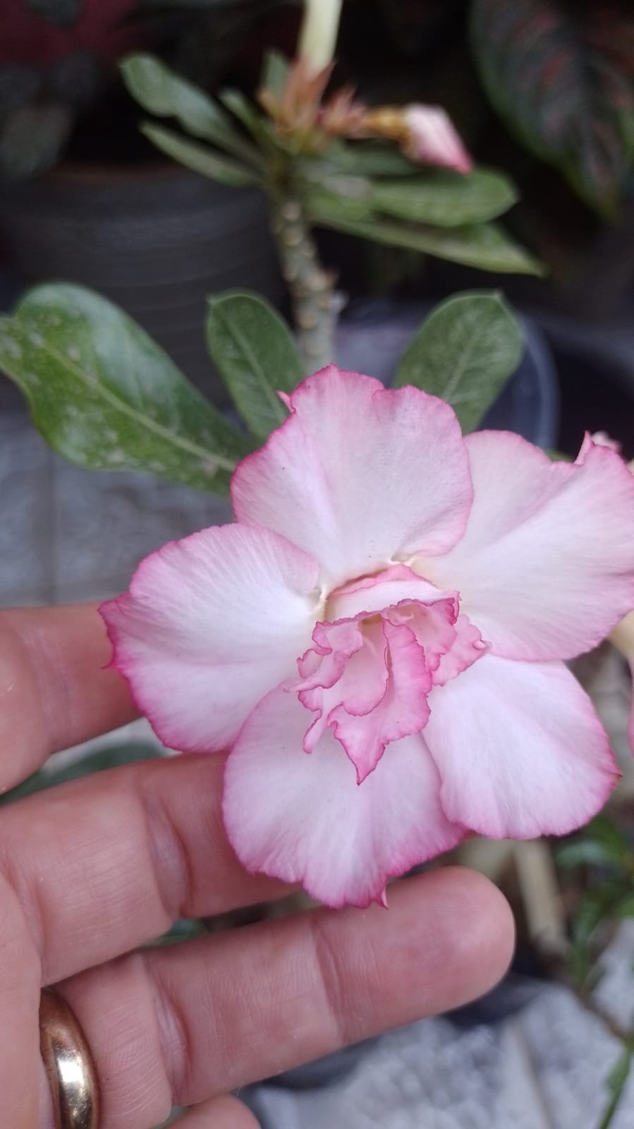 Rosa do Deserto Rosa Claro de enxerto