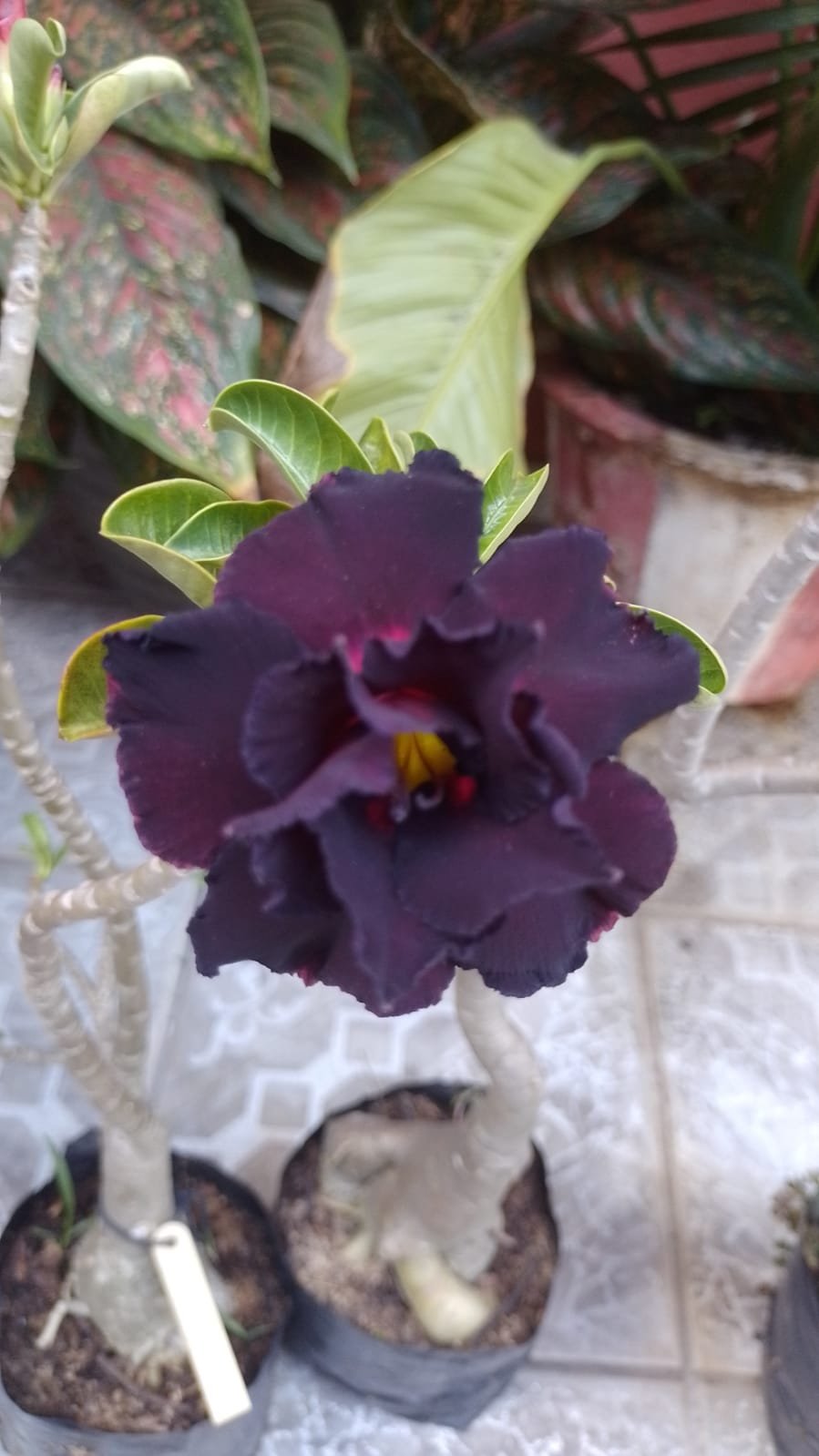 Rosa do Deserto Negra Enxertada P180