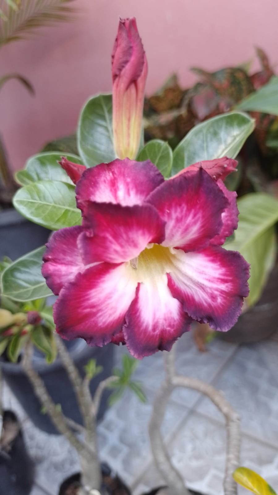 Rosa do Deserto Roxo Mescla Enxertada