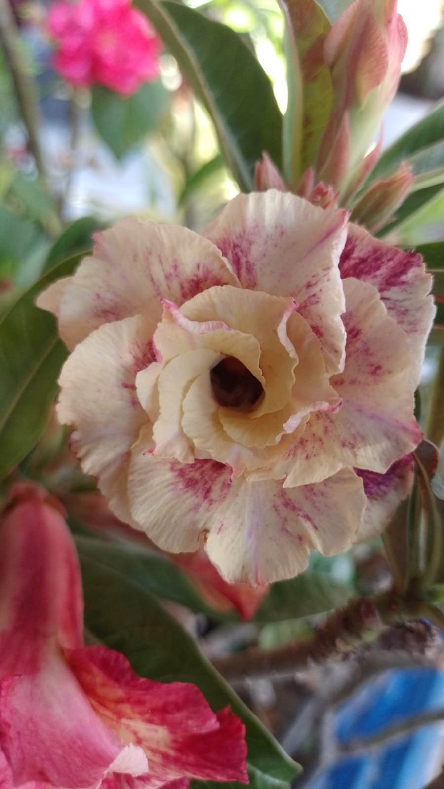 Rosa do Deserto Manchada de Enxerto