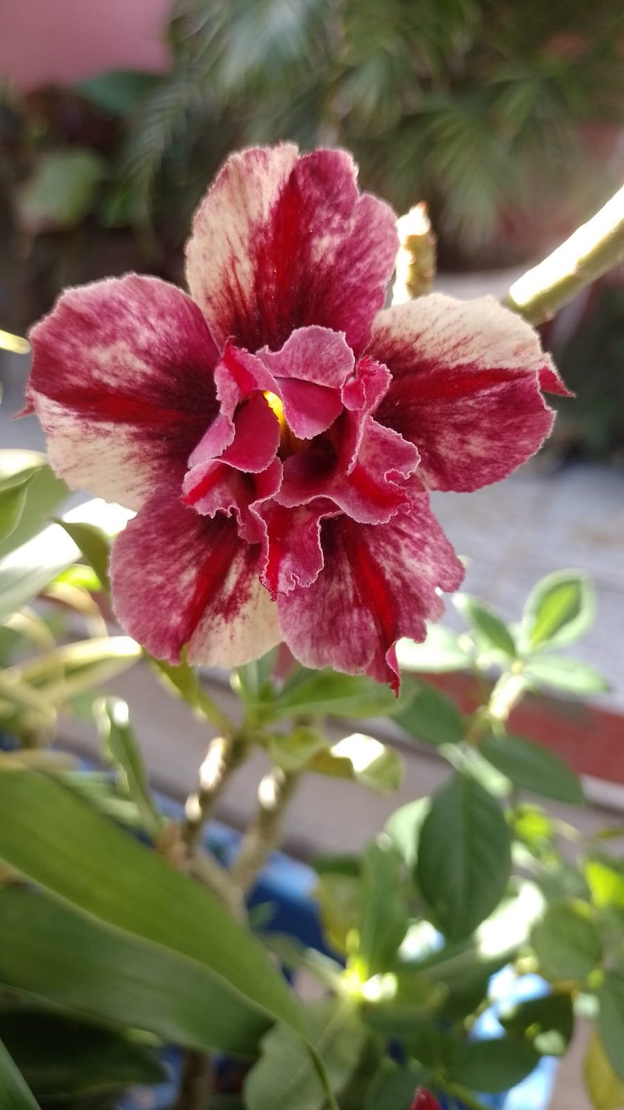 Rosa do Deserto Rosa Mescla